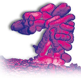 Escherichia-Coli
