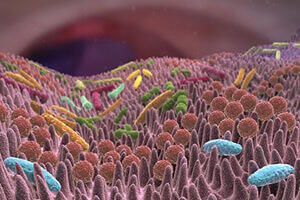 microbiota microbiota