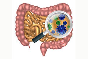 Obesidad Prebioticos Obesidad Prebioticos