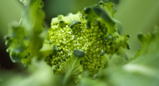 zeaxanthin zeaxanthin