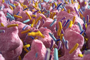 gut flora
